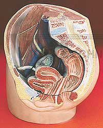 Female Pelvis Section